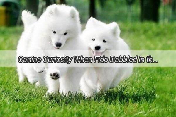 Canine Curiosity When Fido Dabbled in the Healing Pot The Surprising Tale of a Dogs Encounter with Lianhua Qingwen